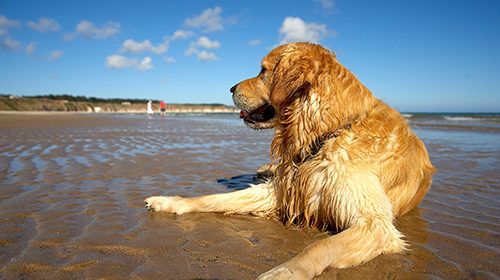 Best Dog Friendly Hotel In Bournemouth Best Dog Friendly Hotel In Bournemouth